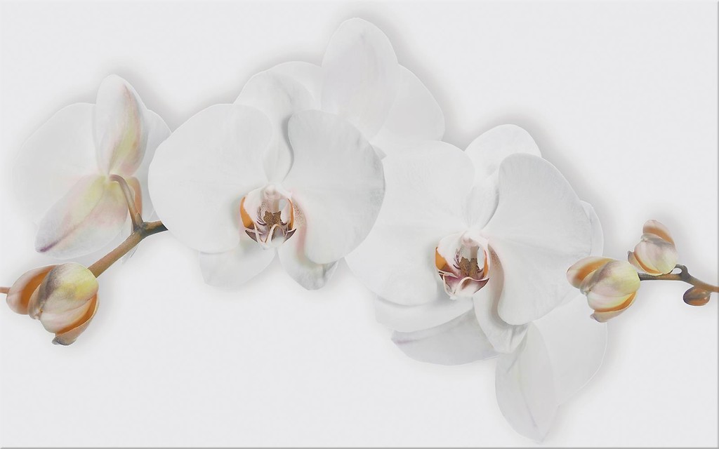 CERSANIT marisol white inserto flower 250x400 mm Opak. 12 g1 szt